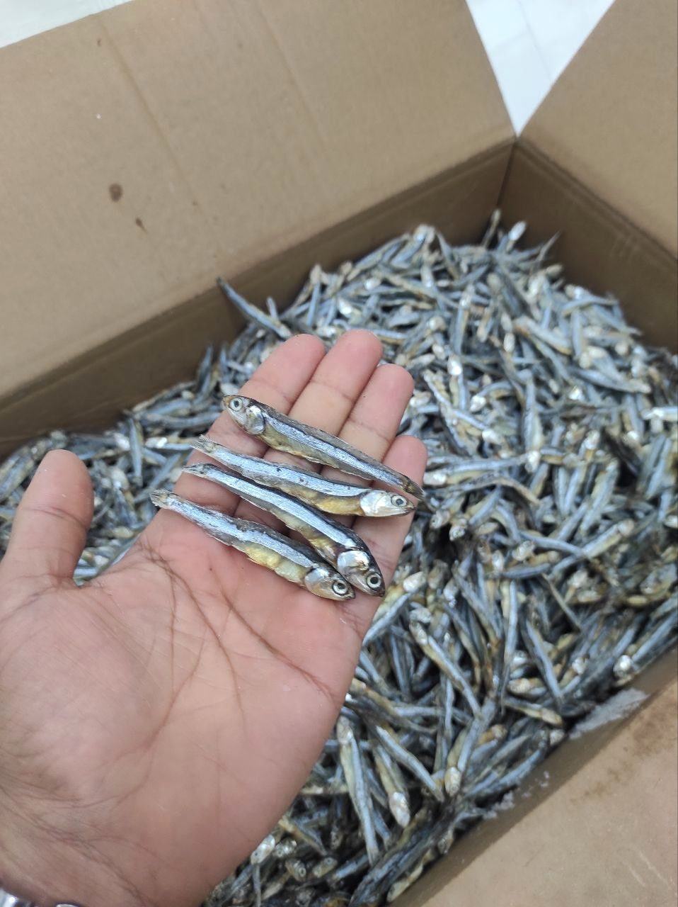 Dried anchovy presentation