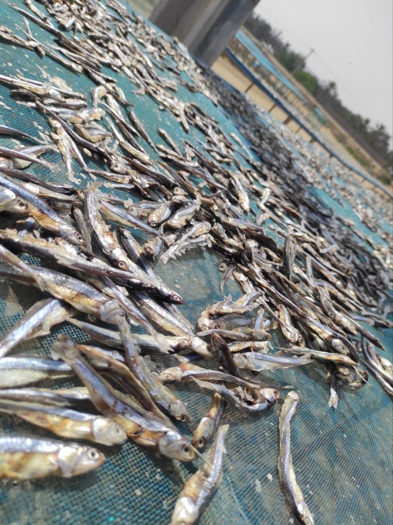Final dried anchovy