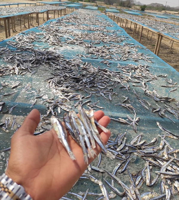 Galdi Fish drying process